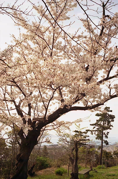 ��֌���
(407�~620pixel,110.0KB)