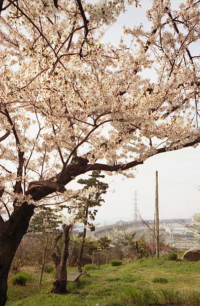 ��֌���
(406�~620pixel,102.9KB)