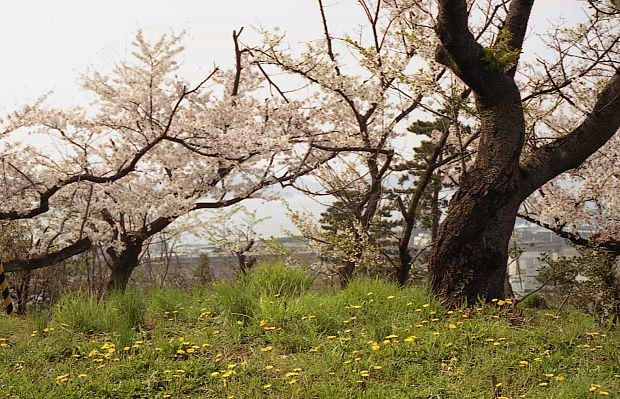 ��֌���
(620�~399pixel,98.2KB)