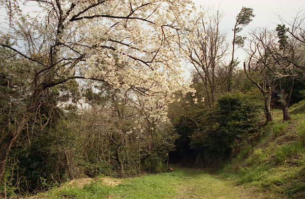 ��֌���
(620�~406pixel,90.0KB)