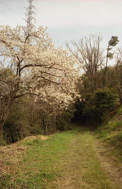 ��֌���
(401�~620pixel,74.2KB)