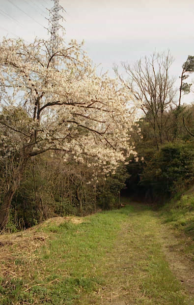 ��֌���
(395�~620pixel,72.3KB)