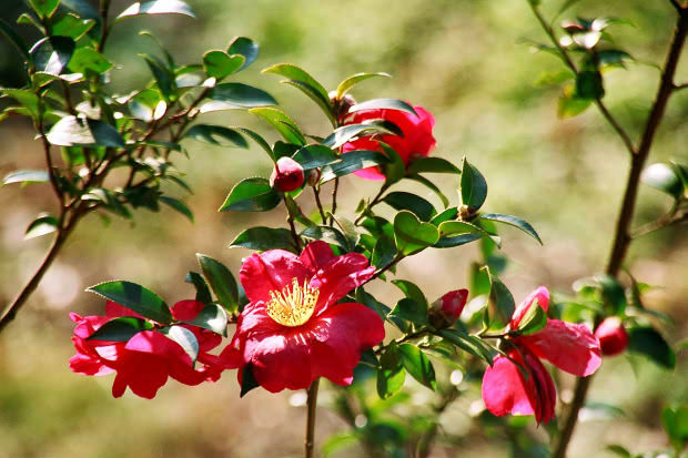 �P�n�Ε�
(620�~413pixel,64.0KB)